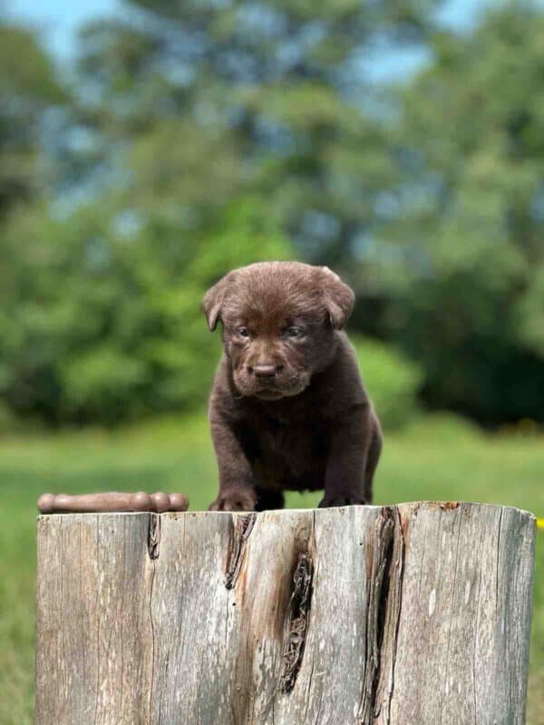 Stella | Chocolate Female– Pick 2 of 2 (Ready Aug 2nd) - Image 7