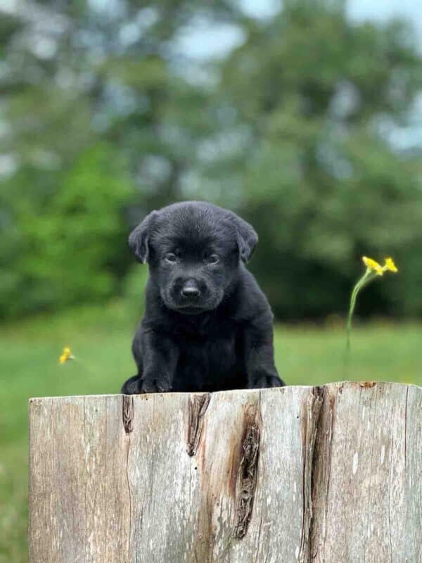 Luna 2nd Pick of 3 Charcoal Females
