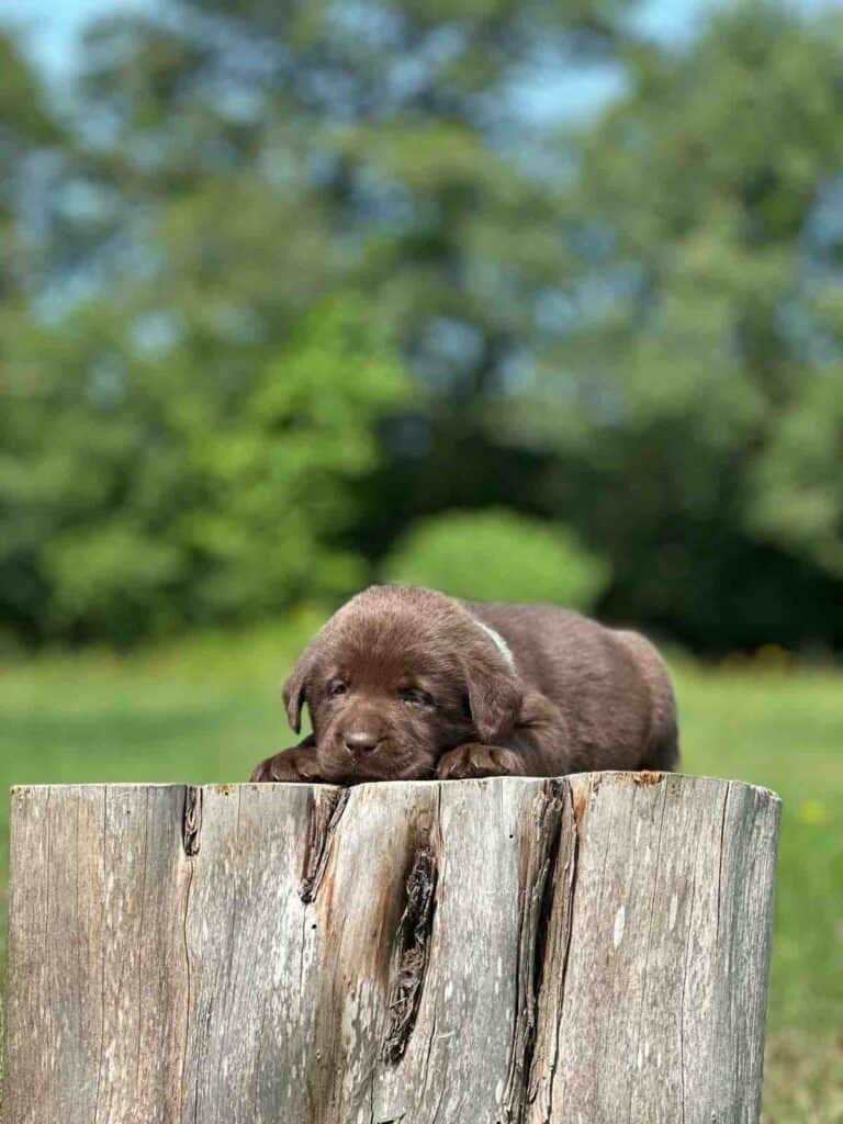 Draco | Chocolate Male– Pick 4 of 4 (Ready Aug 2nd)