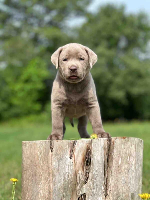 Vega 1st Pick of 3 Charcoal Females