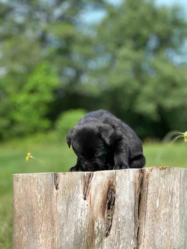 Luna 2nd Pick of 3 Charcoal Females