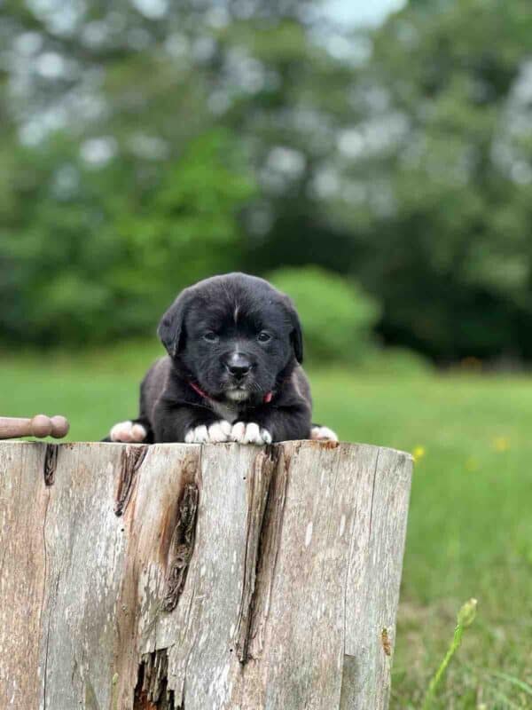 Misty Only Female -Labranard- St. Bernard/English Lab Hybrid - Image 5