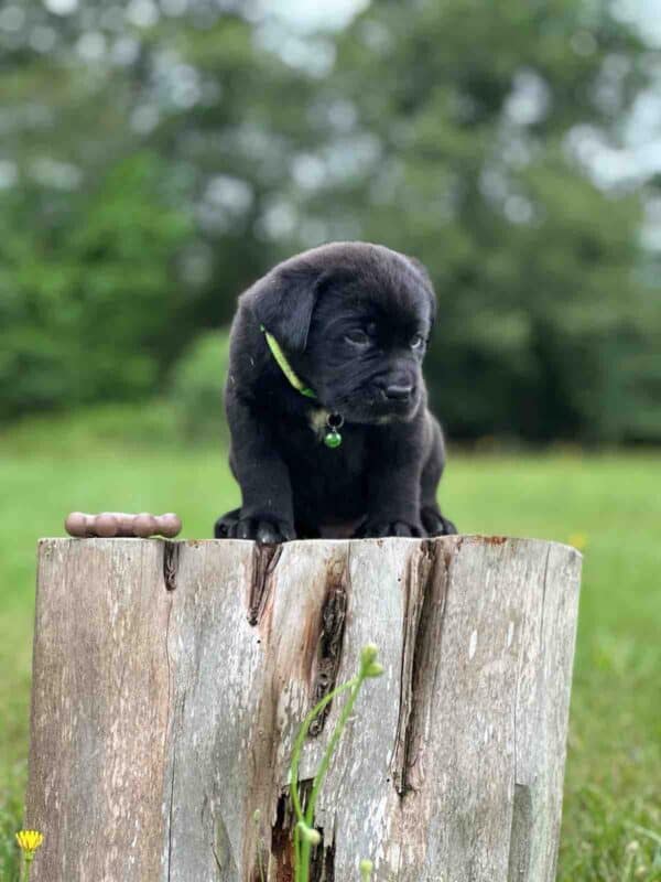 Luna 2nd Pick of 3 Charcoal Females