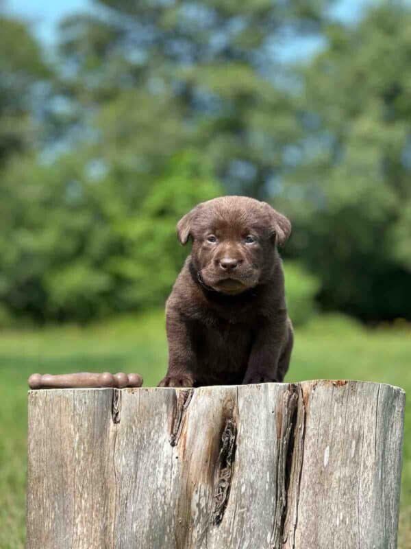Luna 2nd Pick of 3 Charcoal Females