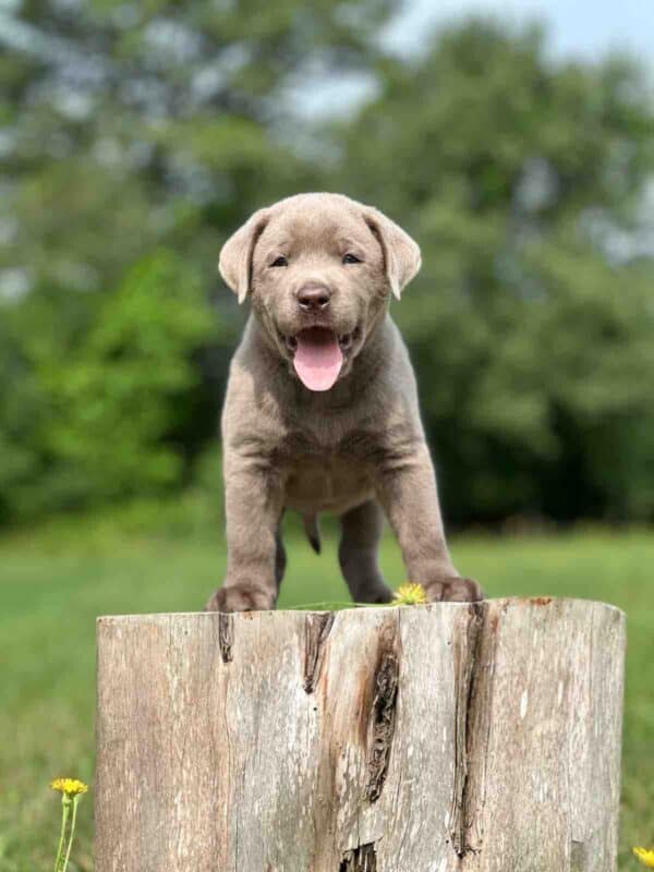 Luna 2nd Pick of 3 Charcoal Females