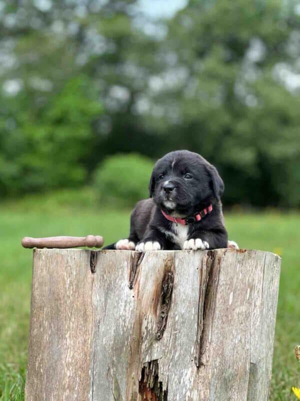 Misty Only Female -Labranard- St. Bernard/English Lab Hybrid - Image 2