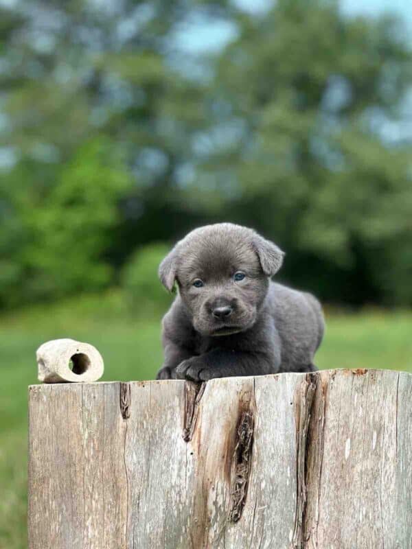 Luna 2nd Pick of 3 Charcoal Females