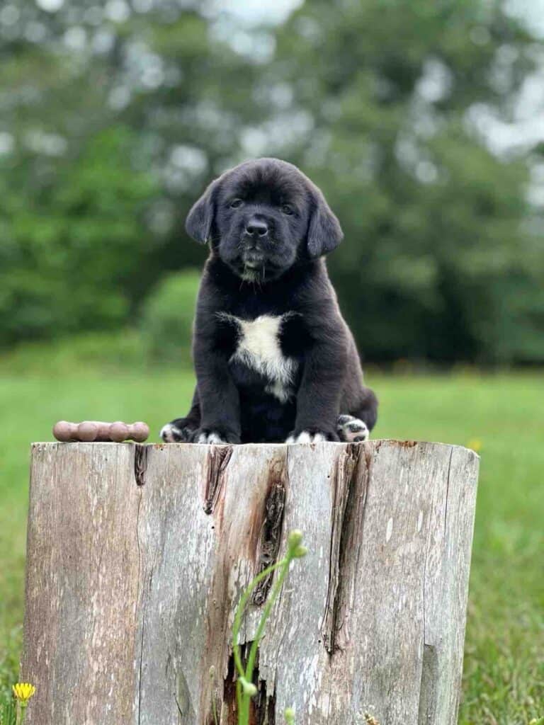 Eden-Female Labranard- St. Bernard/English Lab Hybrid (Ready Aug 2nd )