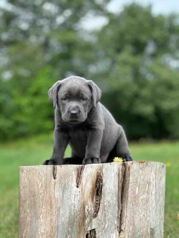 Vega 1st Pick of 3 Charcoal Females