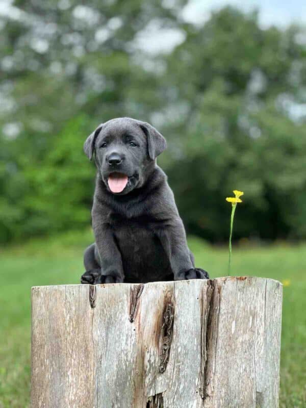 Vega 1st Pick of 3 Charcoal Females