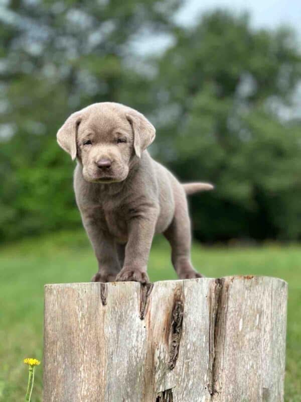 Vega 1st Pick of 3 Charcoal Females