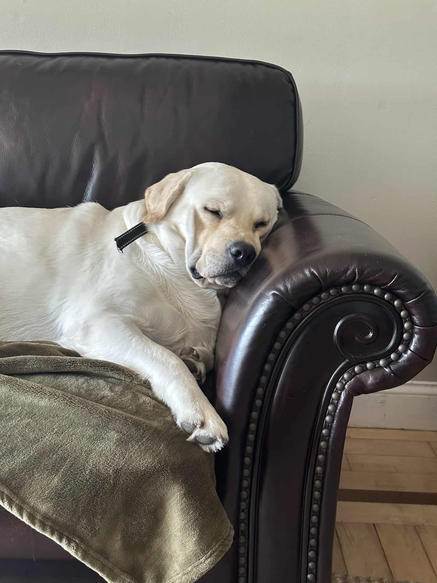 Cream Labradors sleeping on a couch