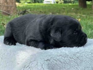 Tico | Black Male – Pick 1 of 1 (Ready Sept 6th)