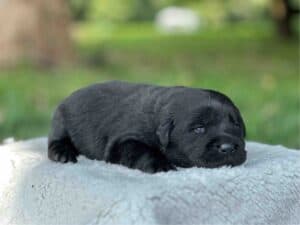 Tico | Black Male – Pick 1 of 1 (Ready Sept 6th)
