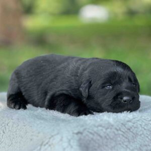 Tico | Black Male – Pick 1 of 1 (Ready Sept 6th)