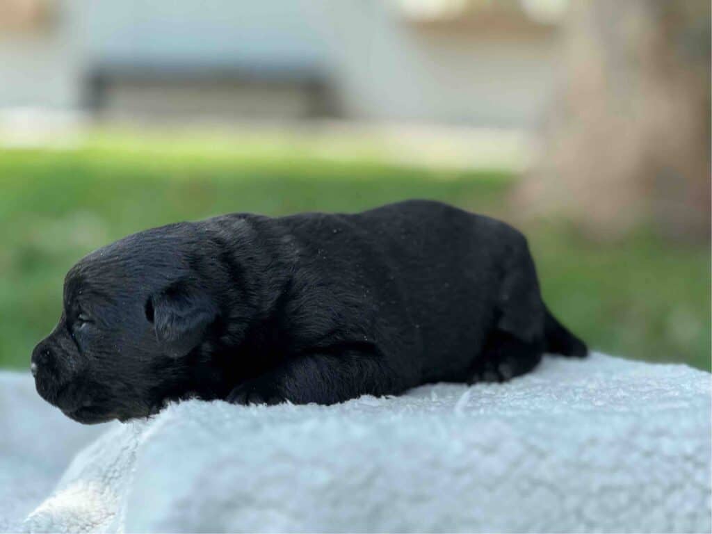 Tico | Black Male – Pick 1 of 1 (Ready Sept 6th)