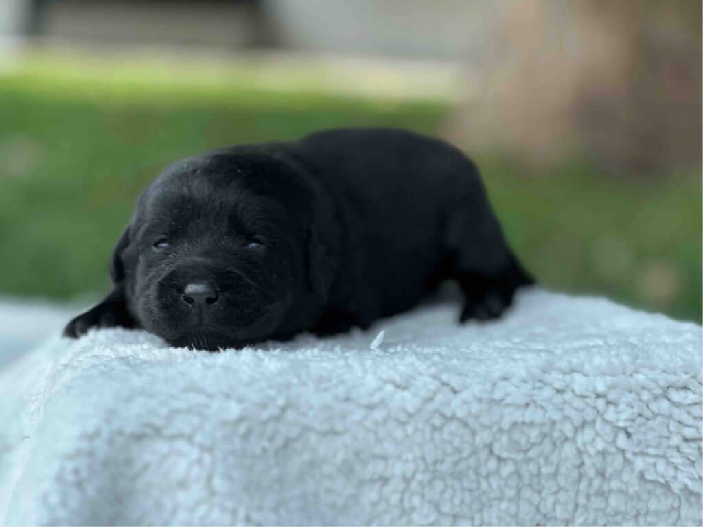 Tico | Black Male – Pick 1 of 1 (Ready Sept 6th)