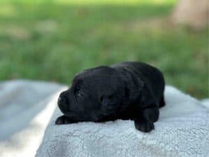 Tico | Black Male – Pick 1 of 1 (Ready Sept 6th)