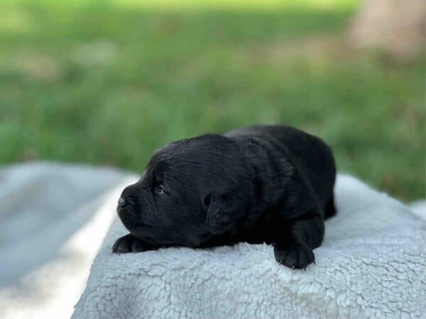 Tico | Black Male – Pick 1 of 1 (Ready Sept 6th) - Image 4