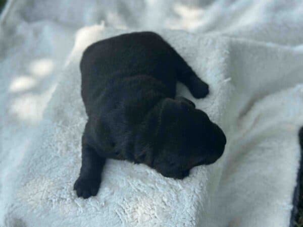 Isabela | Black Female – Pick 1 of 1  (Ready Sept 6th) - Image 5
