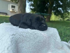 Isabela | Black Female – Pick 1 of 1  (Ready Sept 6th)