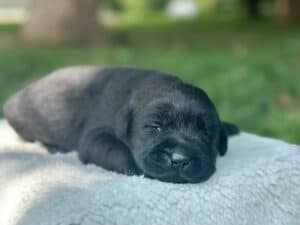 Isabela | Black Female – Pick 1 of 1  (Ready Sept 6th)