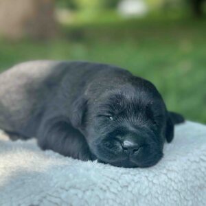 Isabela | Black Female – Pick 1 of 1  (Ready Sept 6th)