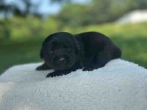Isabela | Black Female – Pick 1 of 1  (Ready Sept 6th)