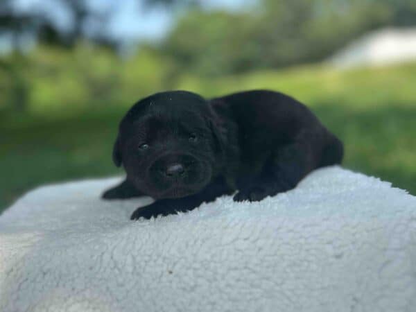 Isabela | Black Female – Pick 1 of 1  (Ready Sept 6th) - Image 6