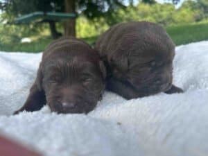 Mariana | Chocolate Female – Pick 2 of 2 (Ready Sept 6th)
