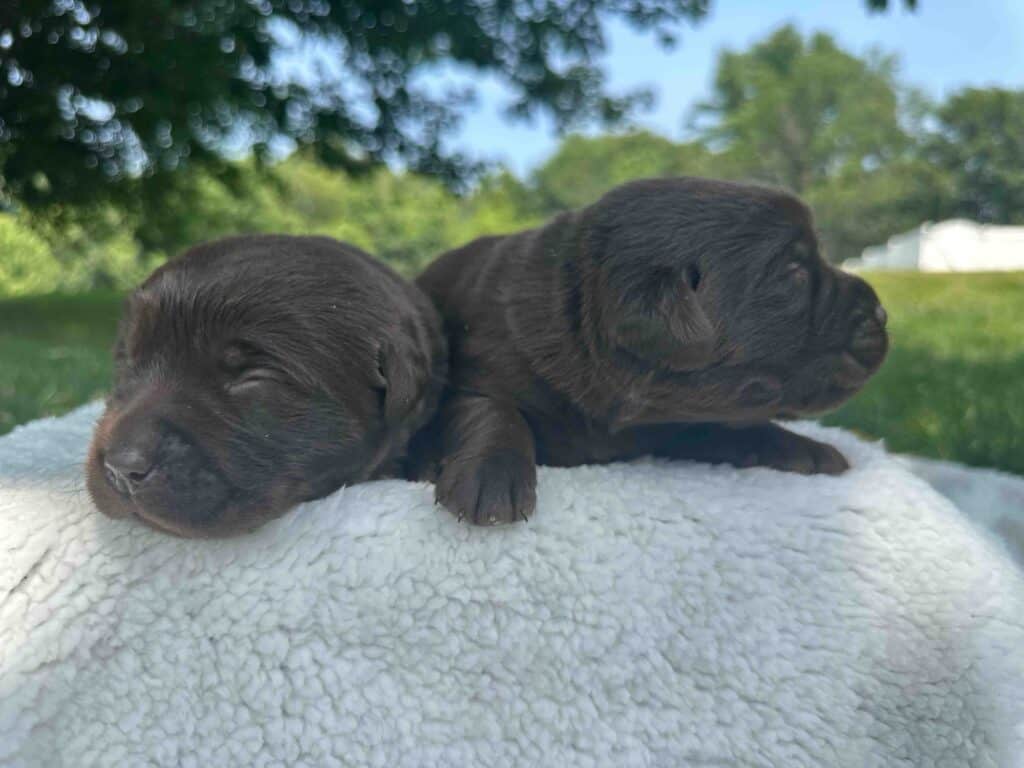 Maple | Chocolate Female – Pick 1 of 2 (Ready Sept 6th)