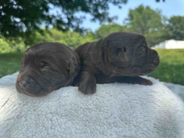 Maple | Chocolate Female – Pick 1 of 2 (Ready Sept 6th) - Image 2