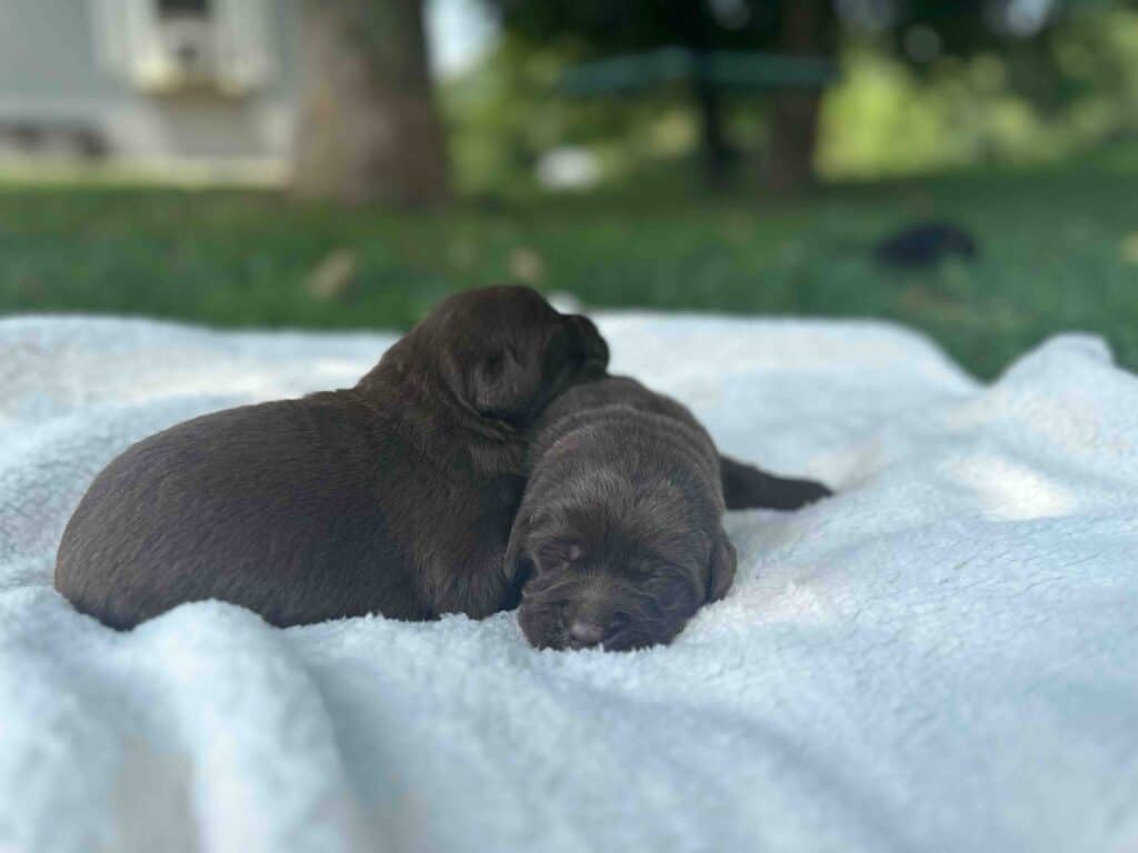 Maple | Chocolate Female – Pick 1 of 2 (Ready Sept 6th)