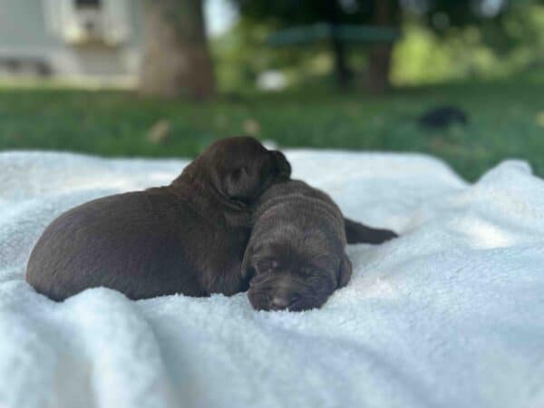 Maple | Chocolate Female – Pick 1 of 2 (Ready Sept 6th) - Image 3
