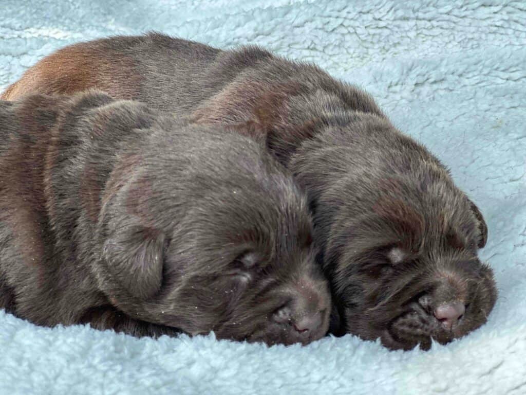 Maple | Chocolate Female – Pick 1 of 2 (Ready Sept 6th)