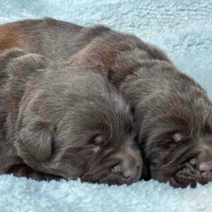 Maple | Chocolate Female – Pick 1 of 2 (Ready Sept 6th)