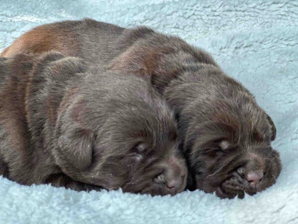 Maple | Chocolate Female – Pick 1 of 2 (Ready Sept 6th) - Image 4