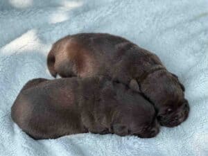 Mariana | Chocolate Female – Pick 2 of 2 (Ready Sept 6th)