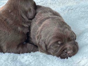 Mariana | Chocolate Female – Pick 2 of 2 (Ready Sept 6th)