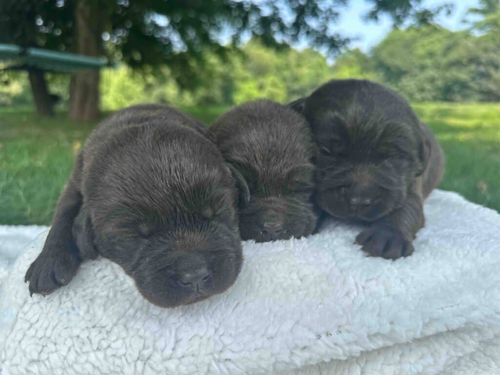 Boots | Chocolate Male – Pick 2 of 3 (Ready Sept 6th)