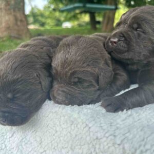 Boots | Chocolate Male – Pick 2 of 3 (Ready Sept 6th)