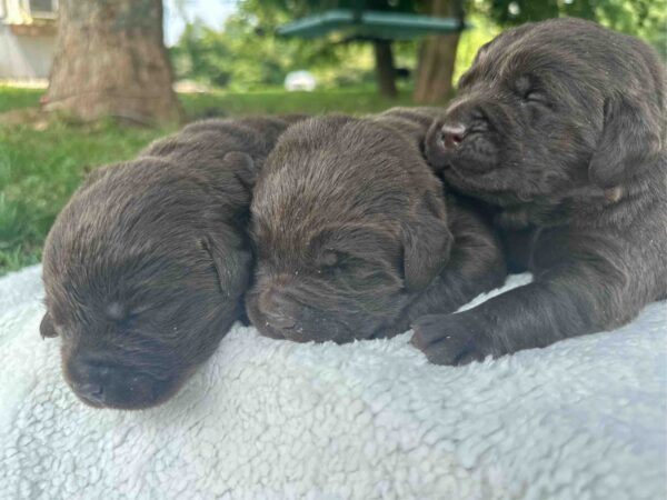 Boots | Chocolate Male – Pick 2 of 3 (Ready Sept 6th)