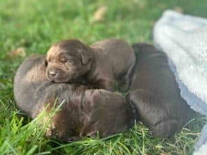 Swiper | Chocolate Male – Pick 3 of 3 (Ready Sept 6th)