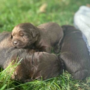 Swiper | Chocolate Male – Pick 3 of 3 (Ready Sept 6th)