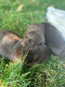 Swiper | Chocolate Male – Pick 3 of 3 (Ready Sept 6th)