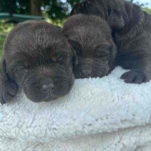 Diego | Chocolate Male – Pick 1 of 3 (Ready Sept 6th)