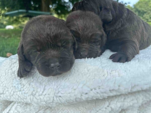 Diego | Chocolate Male – Pick 1 of 3 (Ready Sept 6th)