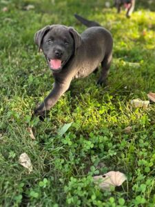 Vega | Charcoal Female– Pick 1 of 3 (Ready July 26th)