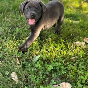 Vega | Charcoal Female– Pick 1 of 3 (Ready July 26th)