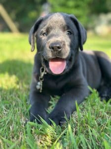 Vega | Charcoal Female– Pick 1 of 3 (Ready July 26th)